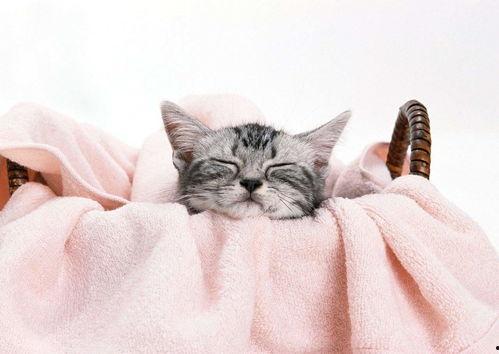 网红猫吃贝贝瓜图片高清,高清镜头捕捉贝贝瓜美味瞬间