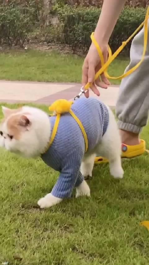 加菲最新爆料新闻视频 第1张 加菲最新爆料新闻视频 第1张